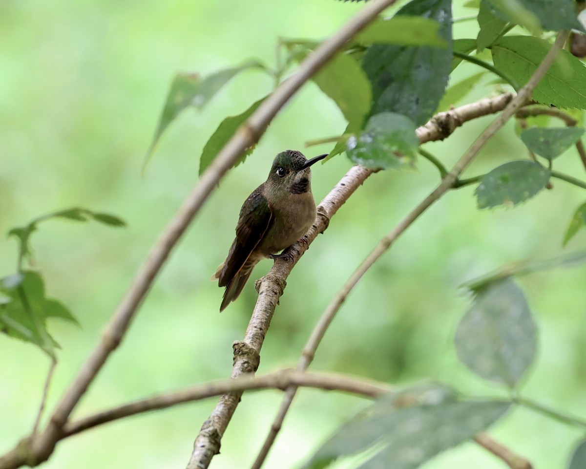 Fawn-breasted Brilliant - ML641128010