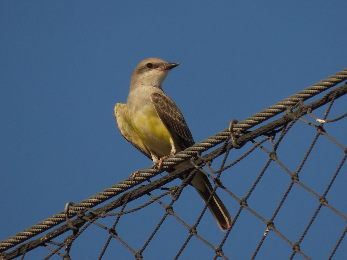 Western Kingbird - ML641128011