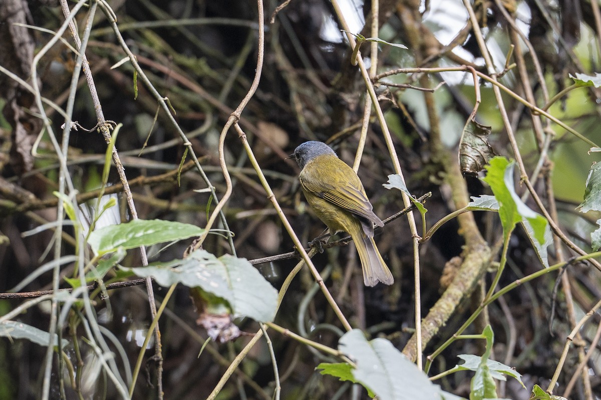 Capped Conebill - ML641128012