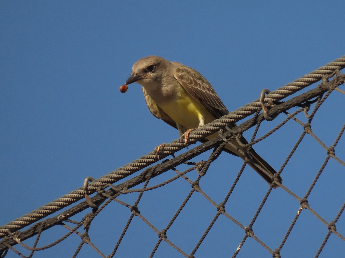 Western Kingbird - ML641128026