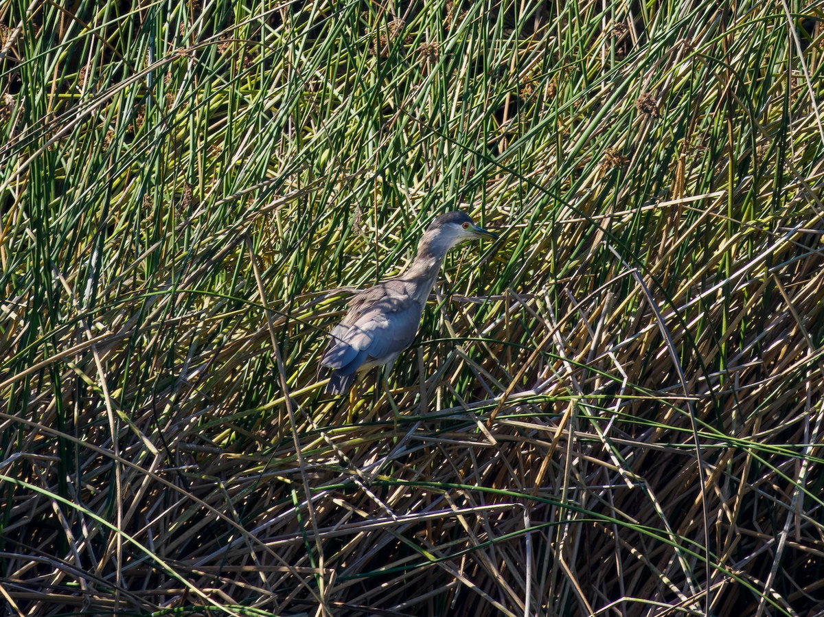 Black-crowned Night Heron - ML641128029