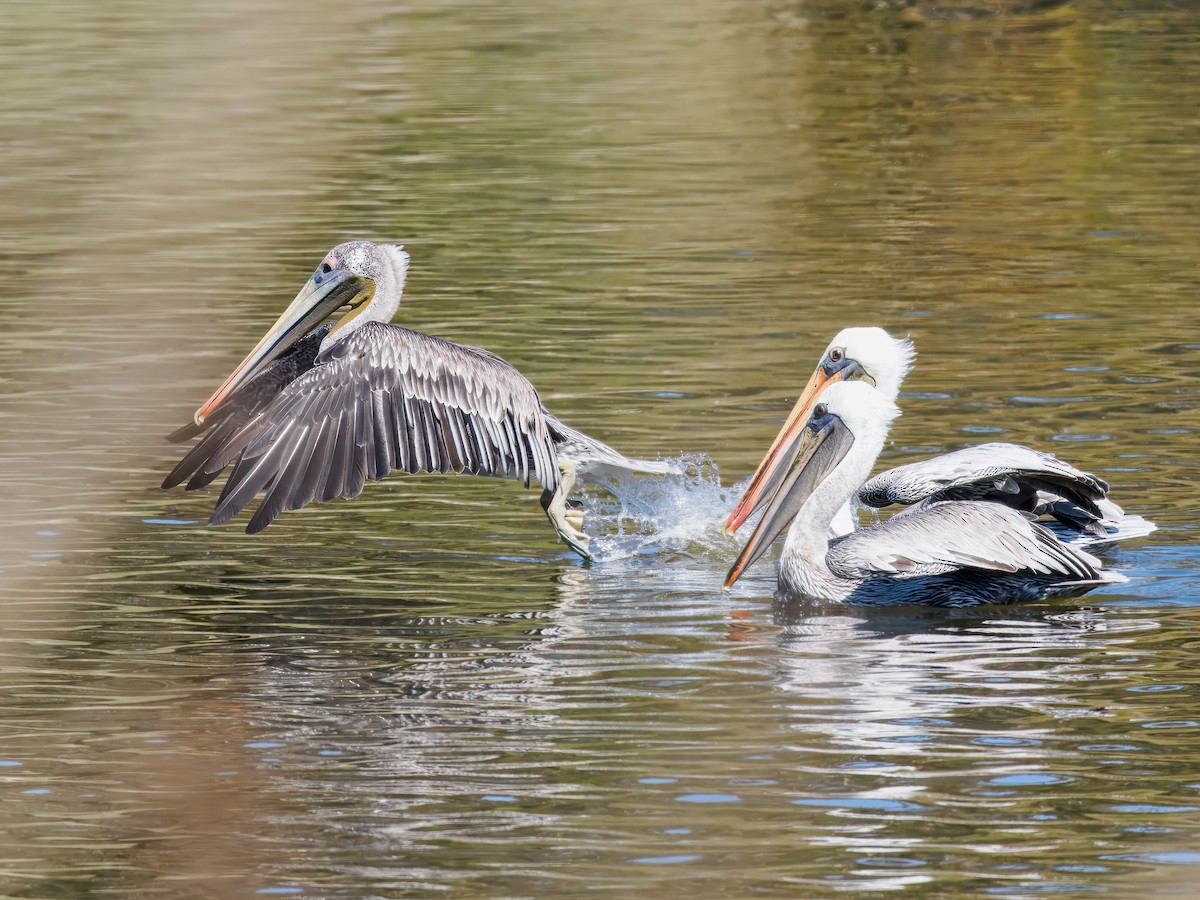 Brown Pelican - ML641128051