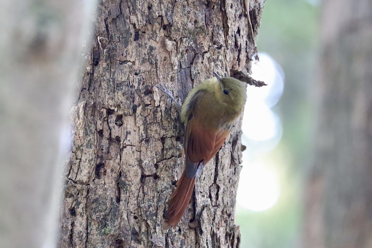 Olivaceous Woodcreeper - ML641128056