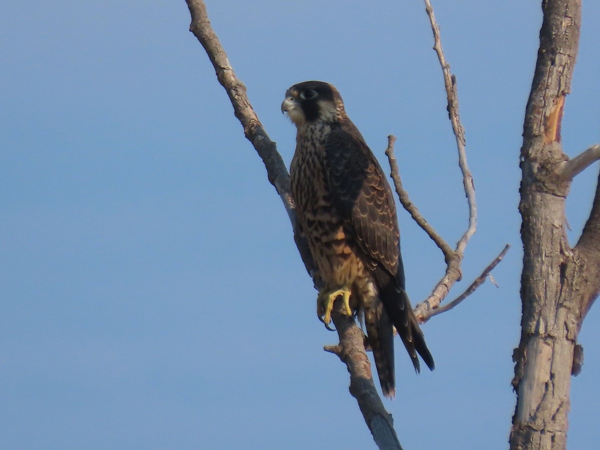 Halcón Peregrino - ML641128078