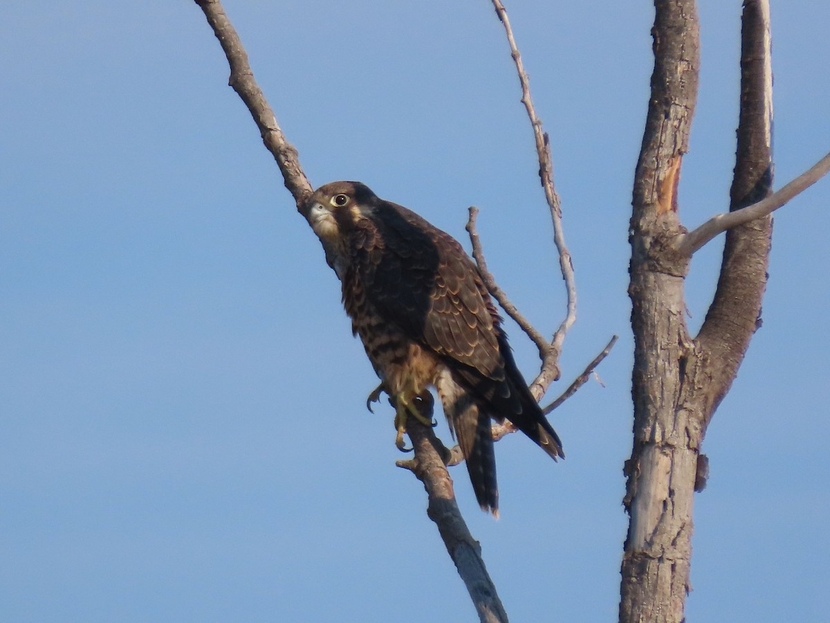 Halcón Peregrino - ML641128079