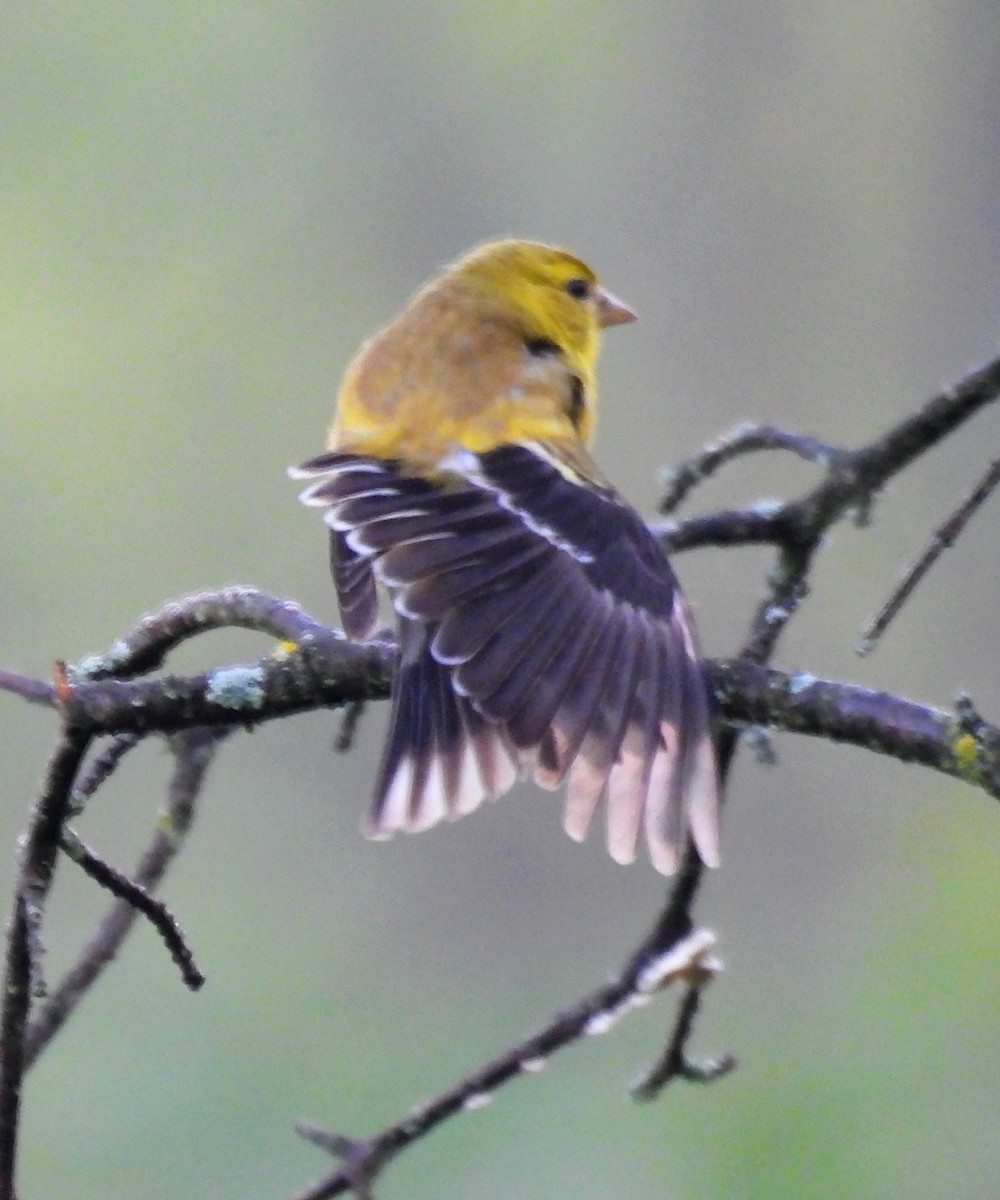 American Goldfinch - ML641128080