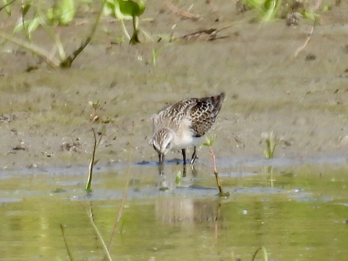 Semipalmated Sandpiper - ML641128086