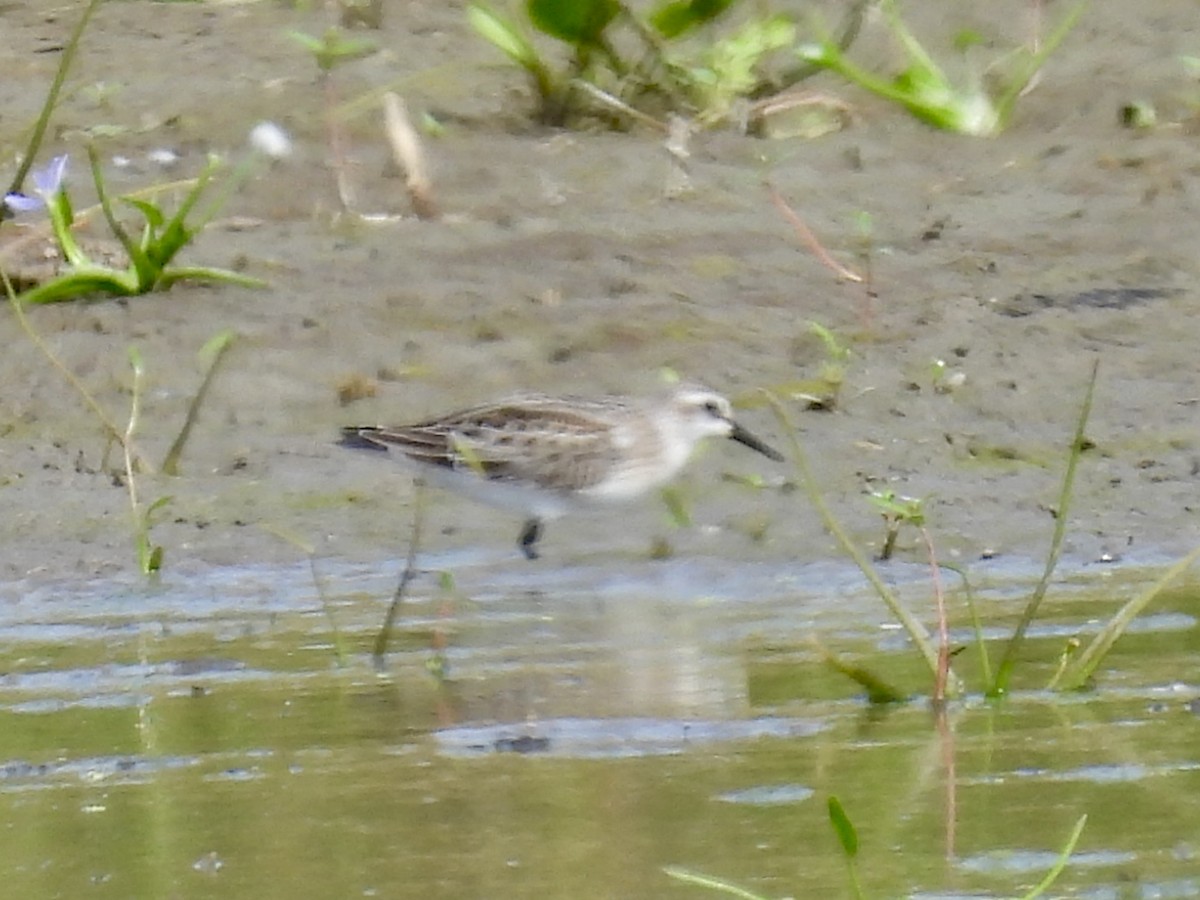 Semipalmated Sandpiper - ML641128087