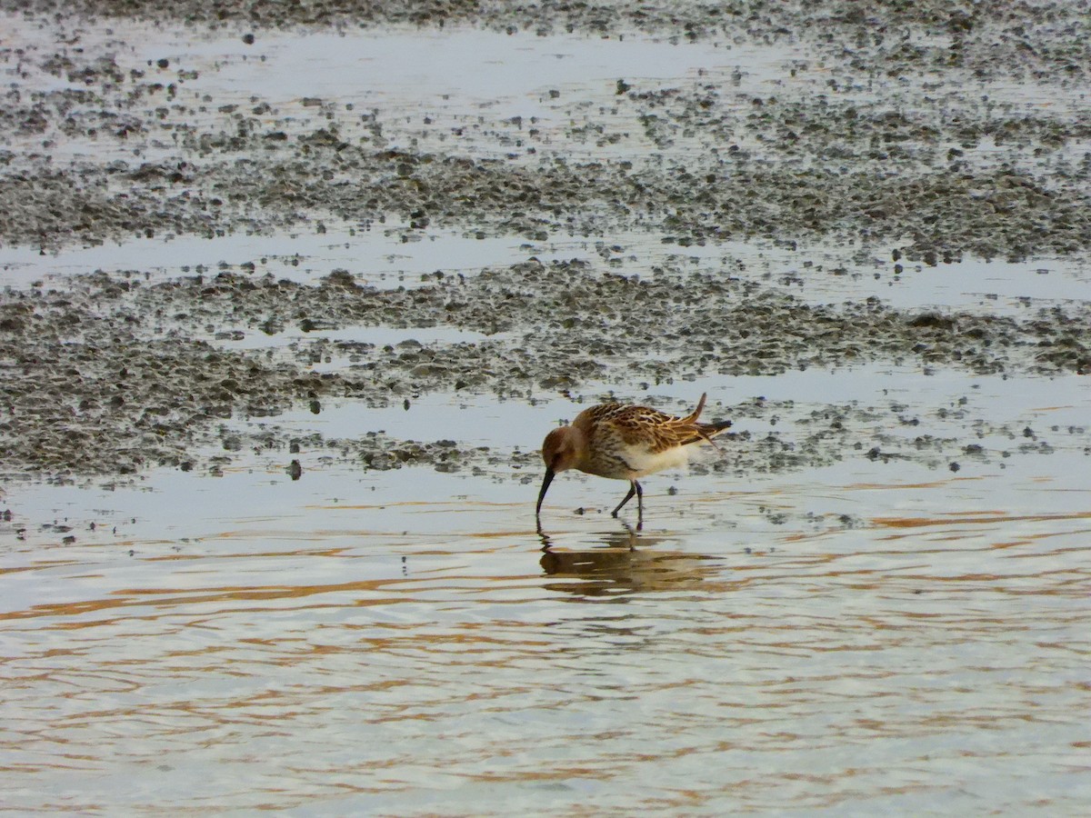 Dunlin - ML641128088