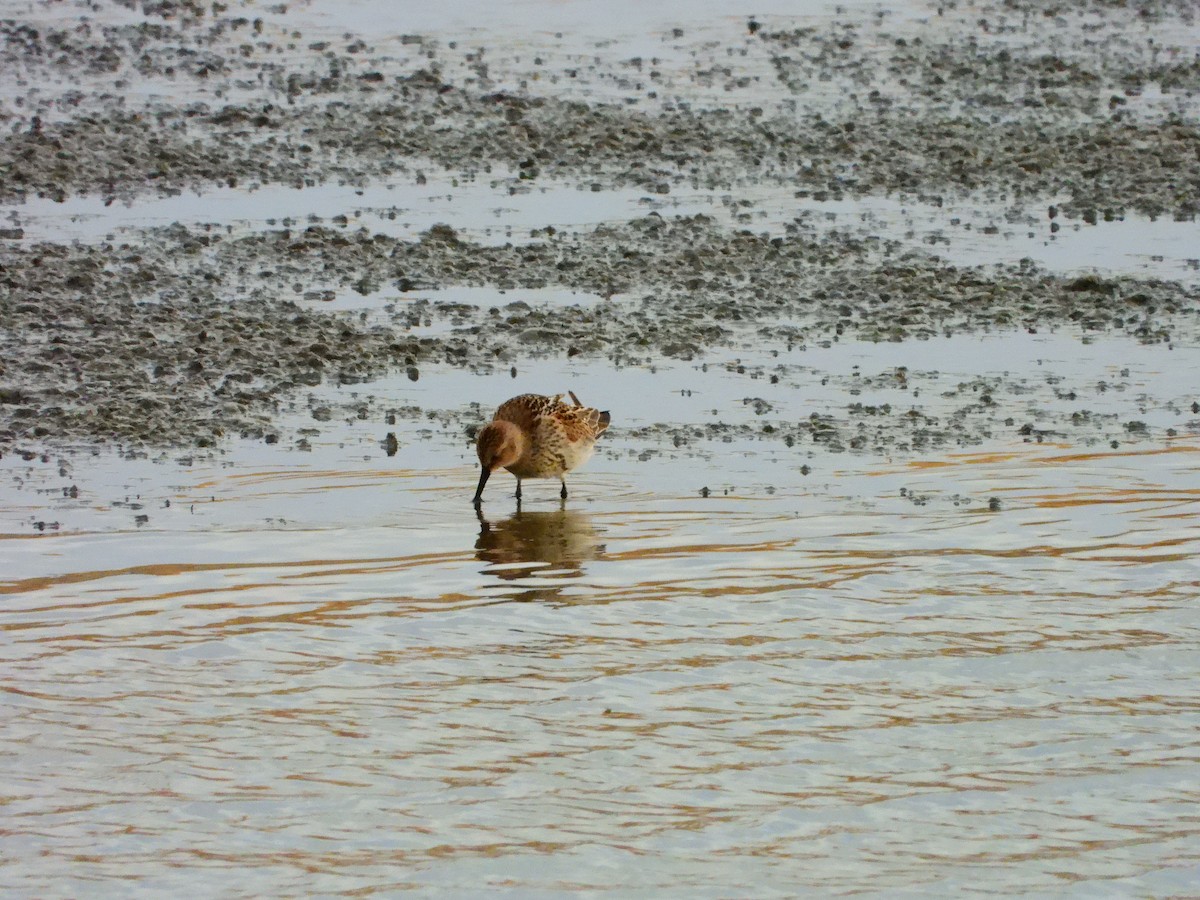 Dunlin - ML641128089