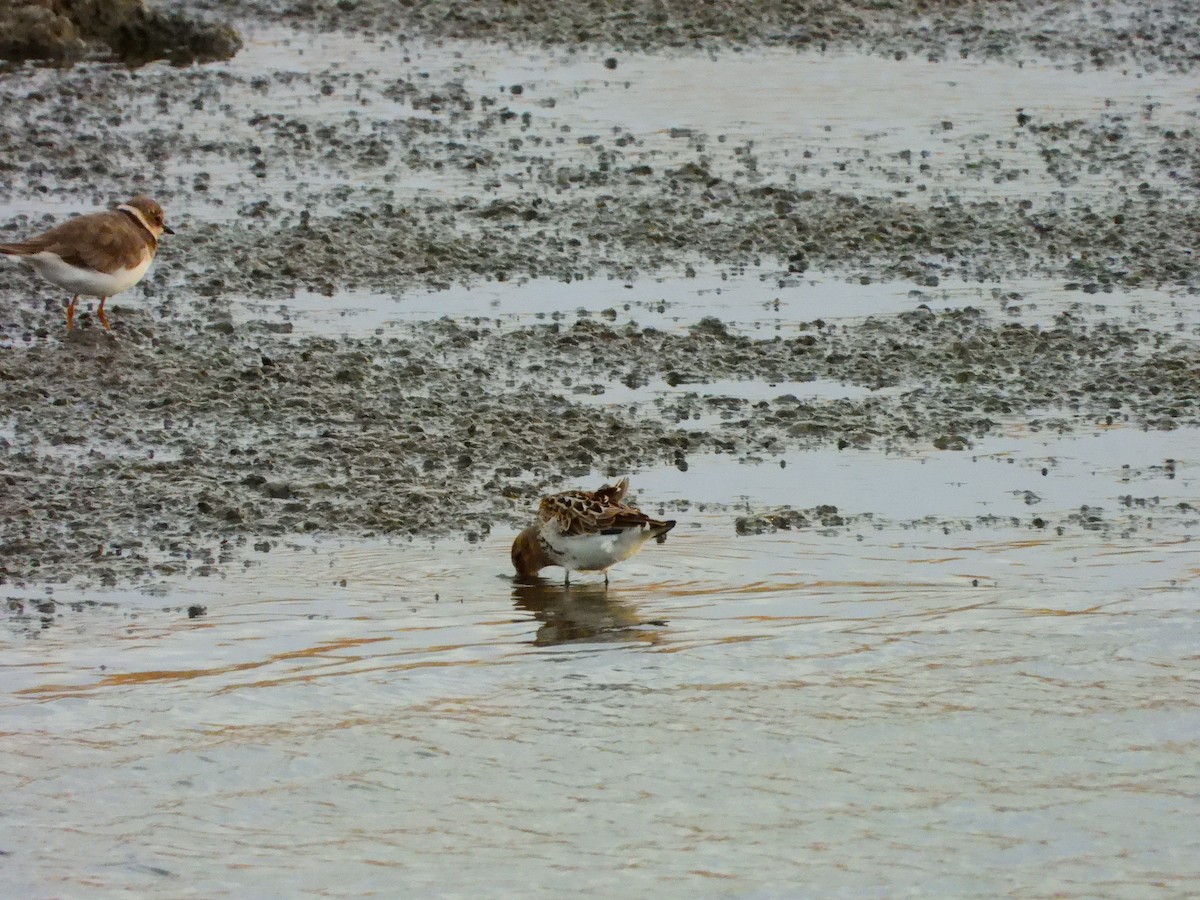 Dunlin - ML641128090