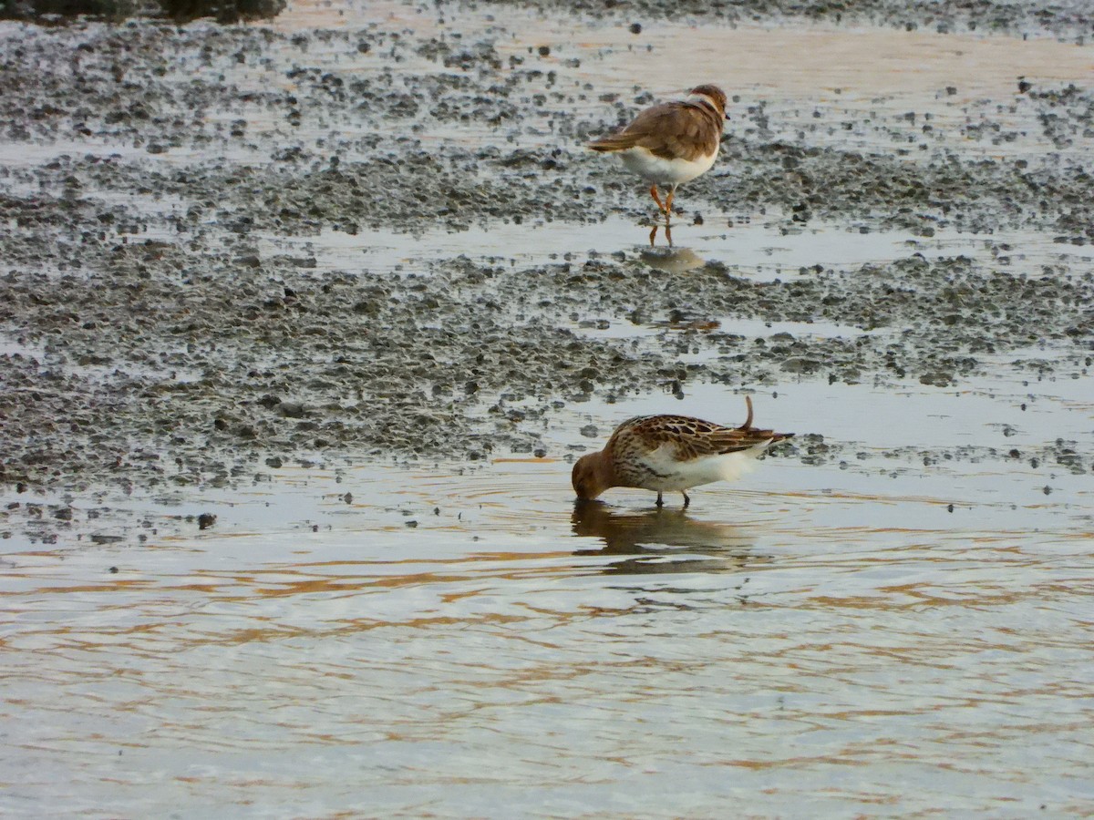 Dunlin - ML641128091