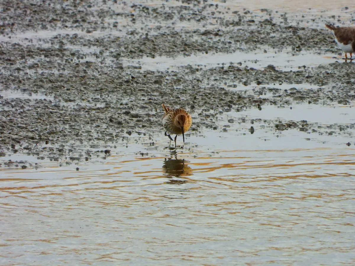 Dunlin - ML641128092