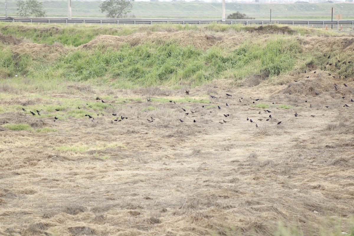 Shiny Cowbird - ML641128093