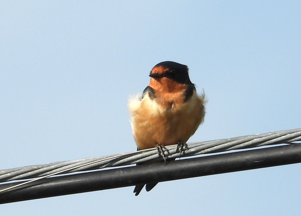 Hirondelle rustique (erythrogaster) - ML641128099
