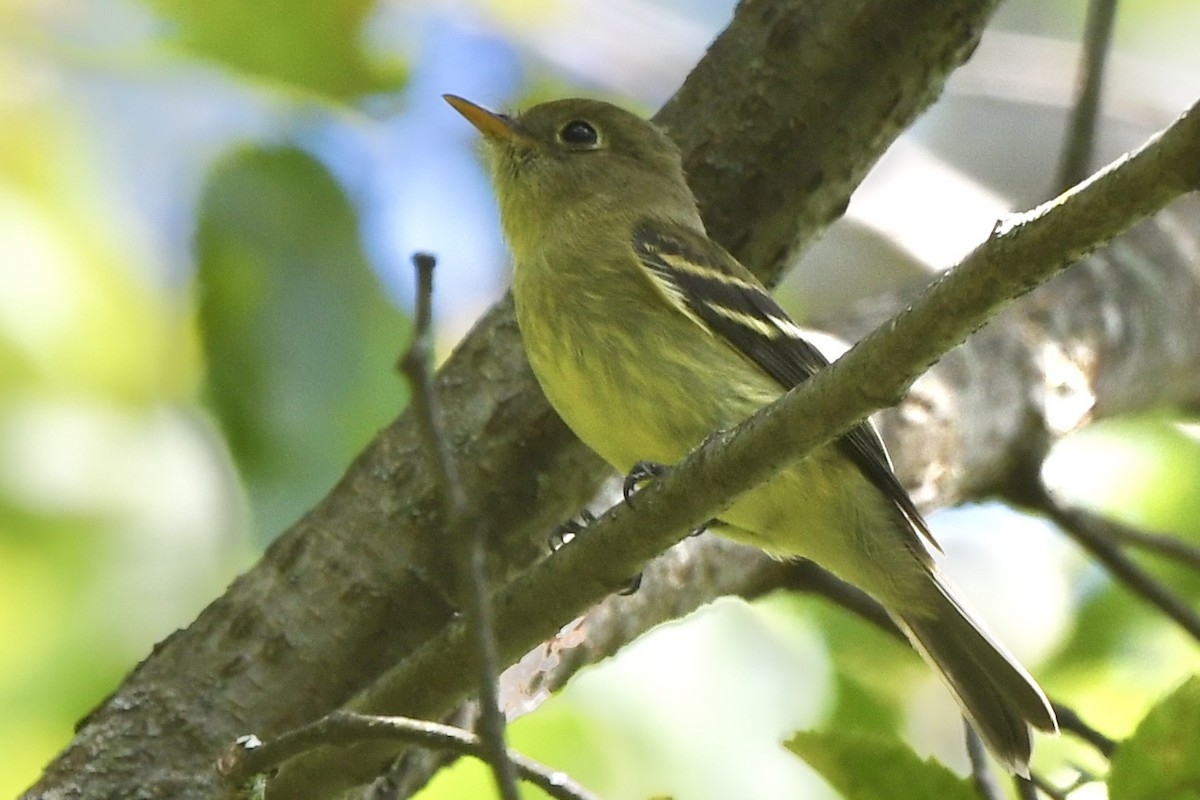 Yellow-bellied Flycatcher - ML641128101