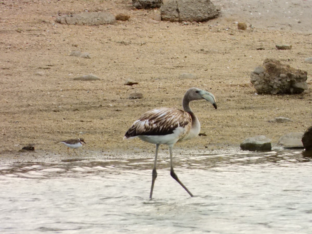 Greater Flamingo - ML641128107