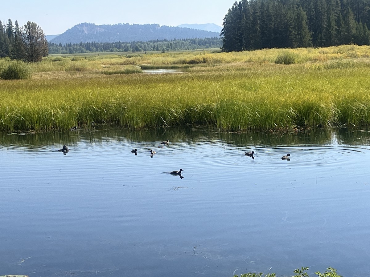 American Coot - ML641128113