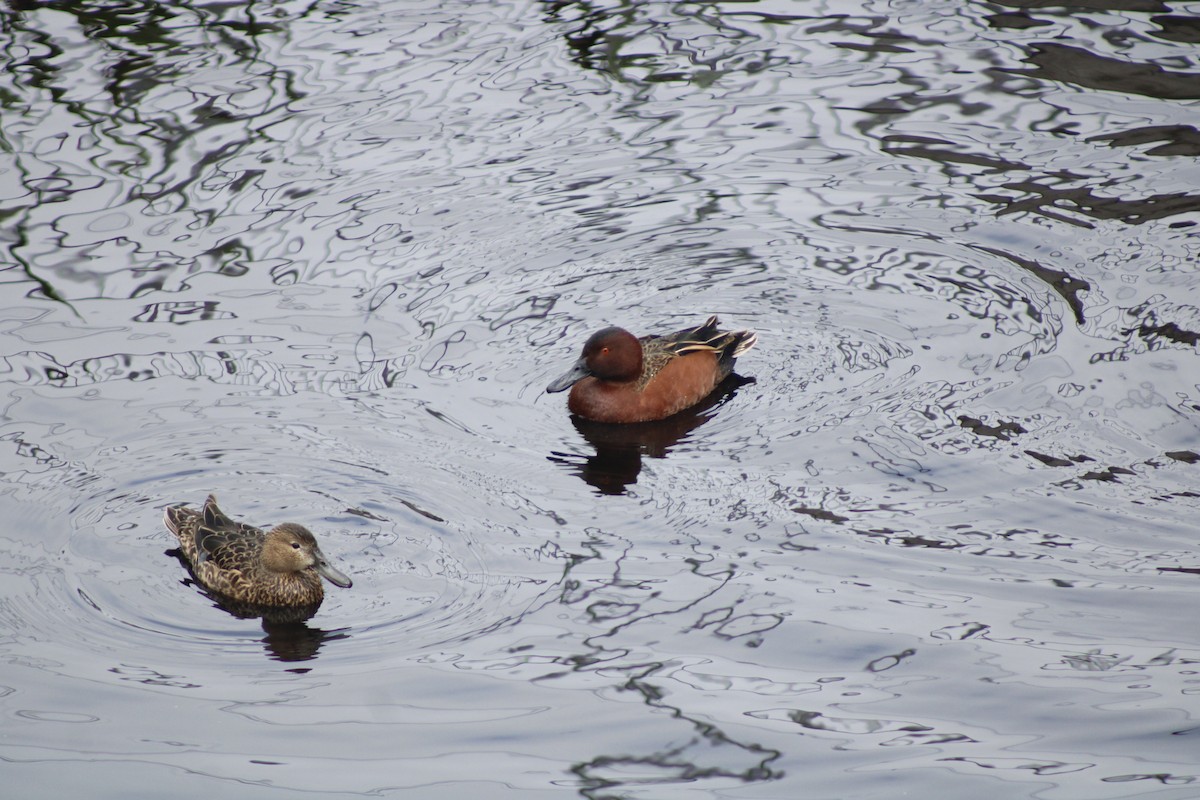 Cinnamon Teal - ML641128147