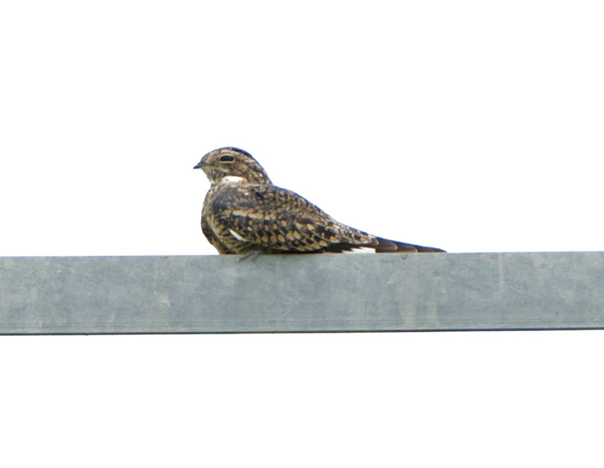 Lesser Nighthawk - ML641128150