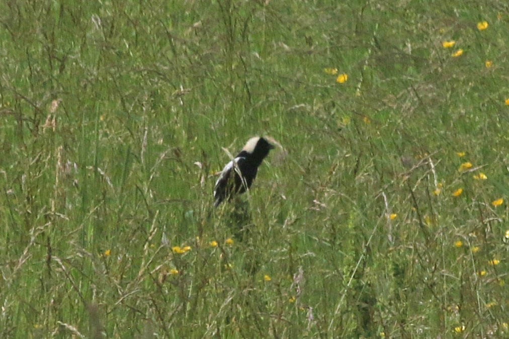 Bobolink - ML641128155