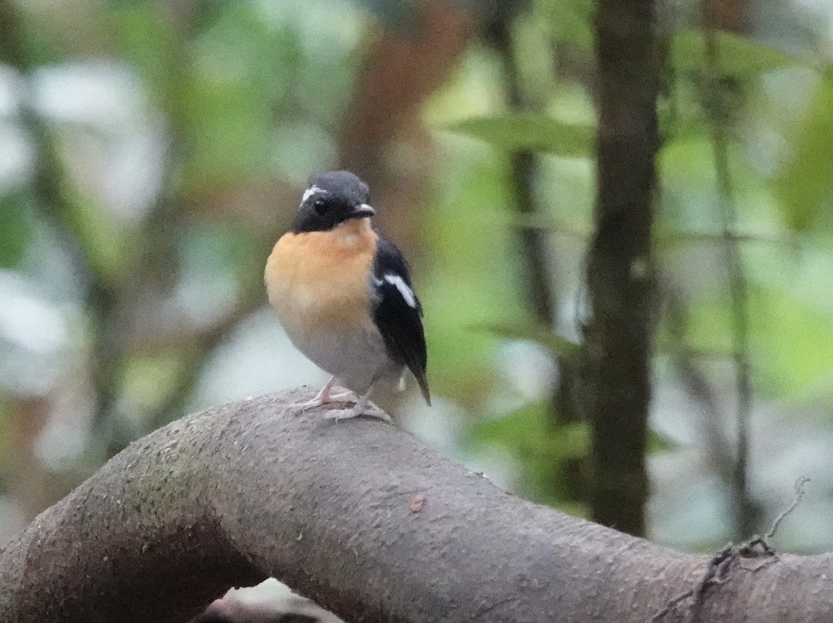 Papamoscas Pechirrufo - ML641128161