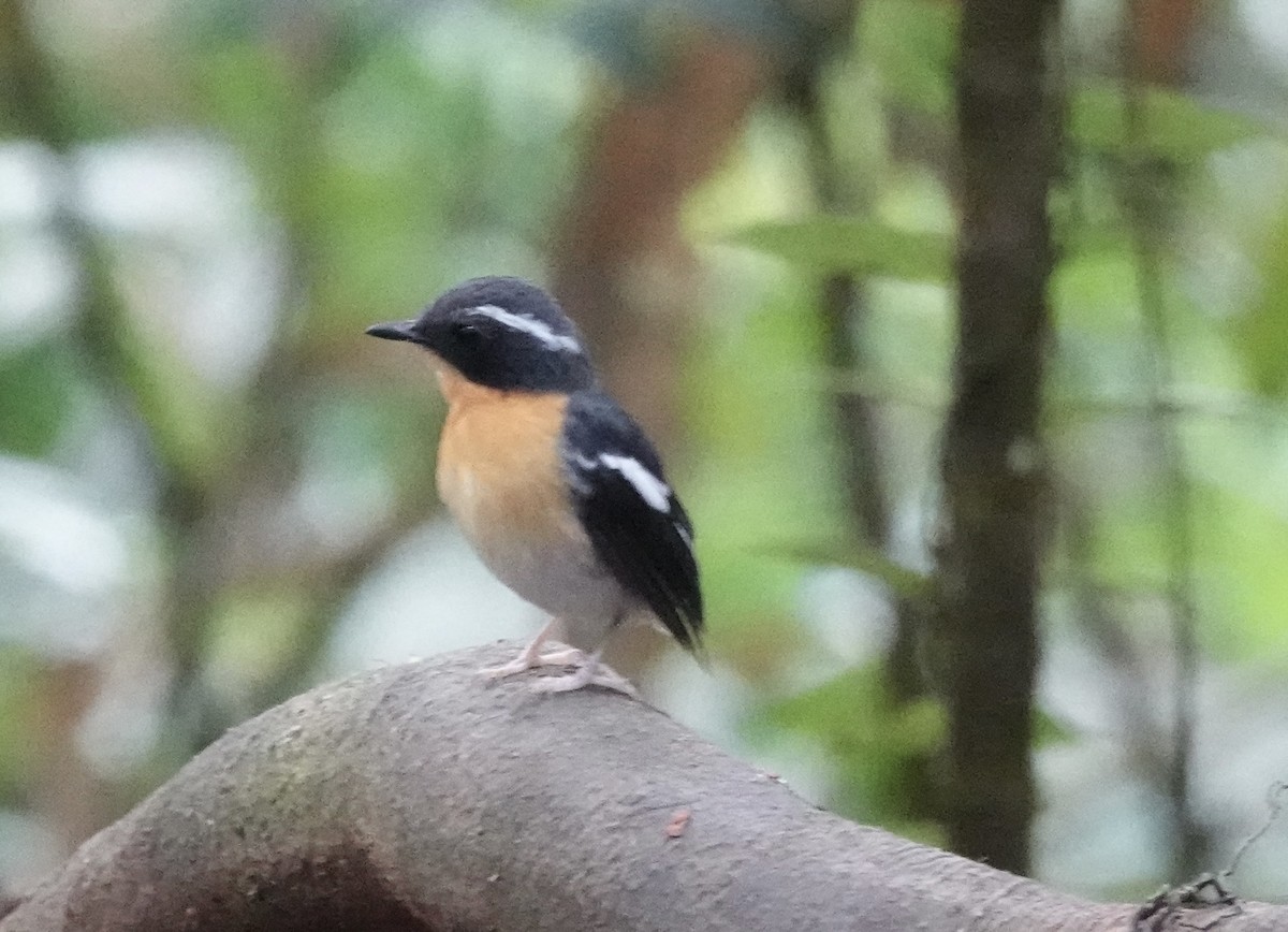 Papamoscas Pechirrufo - ML641128162
