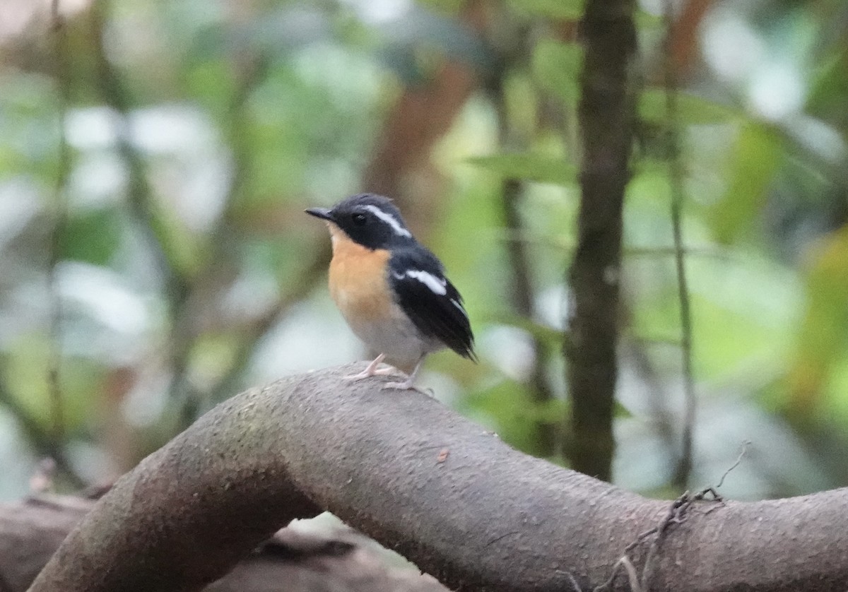 Papamoscas Pechirrufo - ML641128163