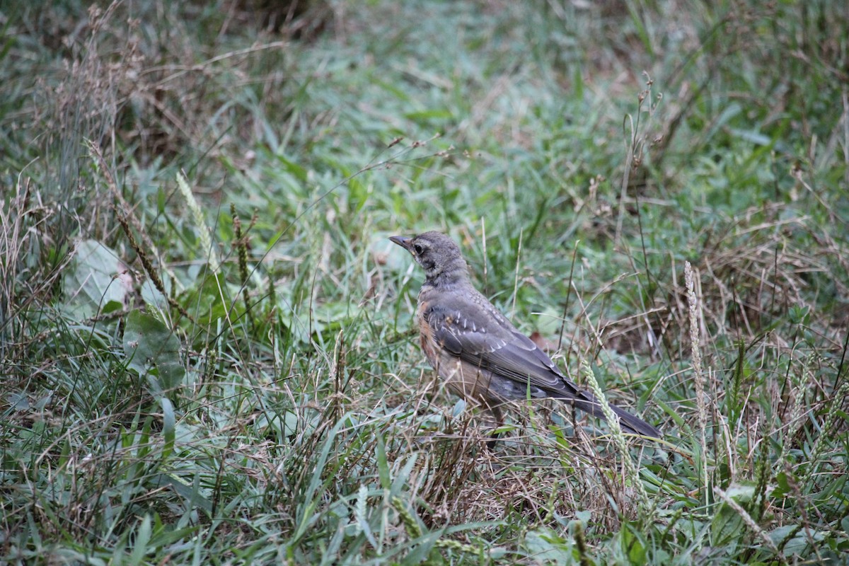 American Robin - ML641128195