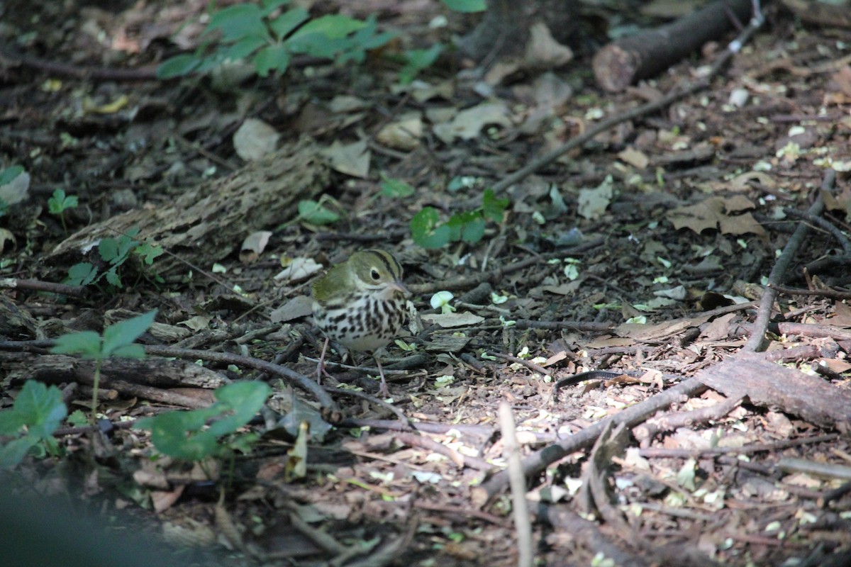 Ovenbird - ML641128252