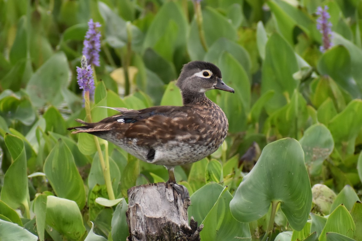 Wood Duck - ML641128270