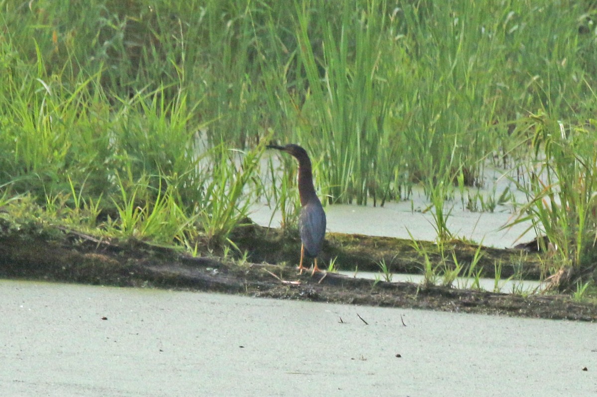 Green Heron - ML641128282