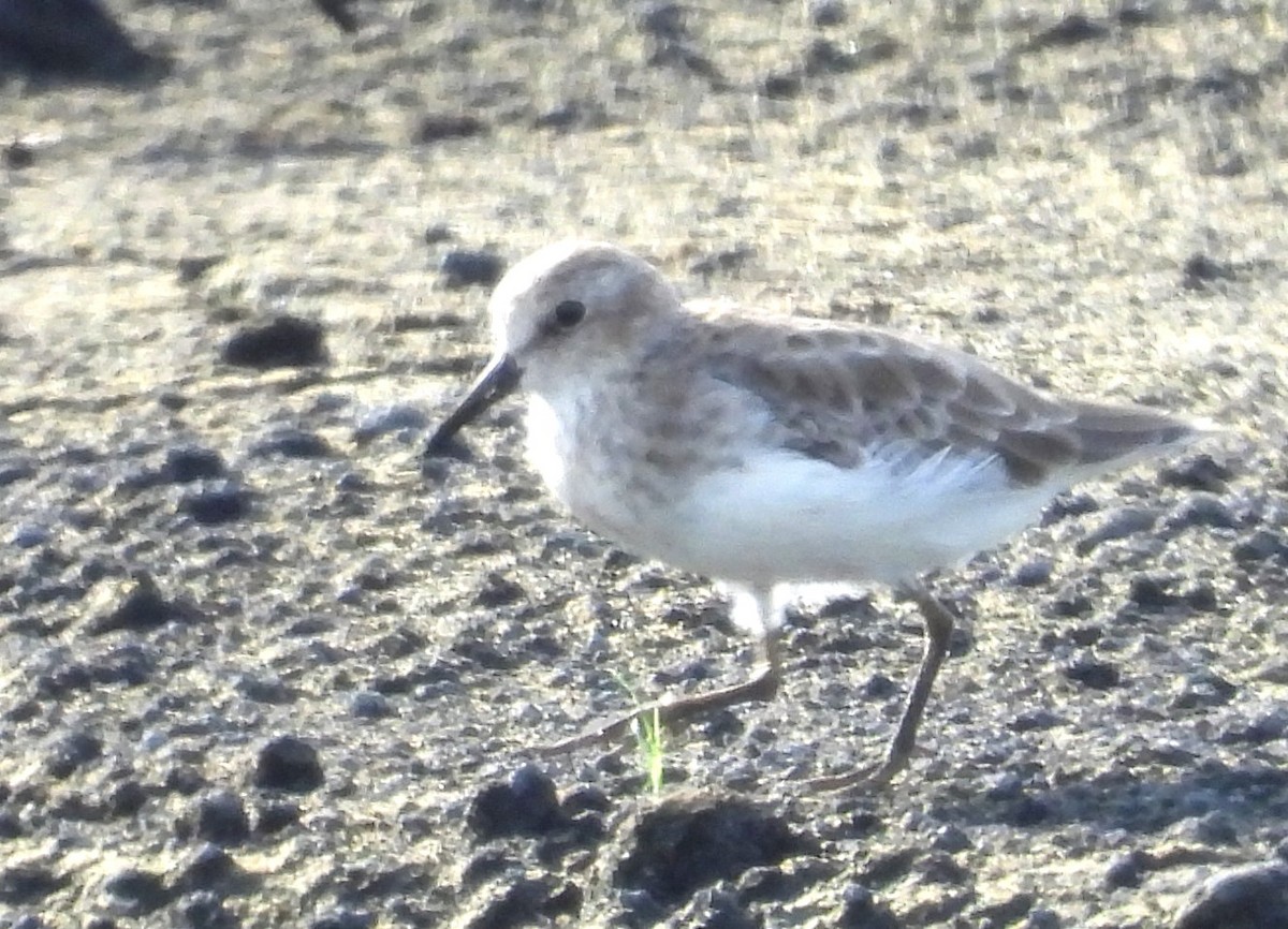 Semipalmated Sandpiper - ML641128342