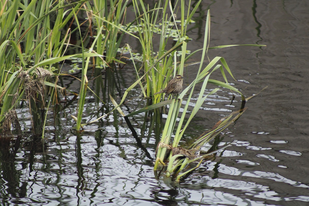 Yellow-winged Blackbird - ML641128351