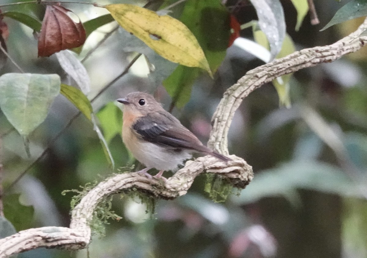 Papamoscas Pechirrufo - ML641128353