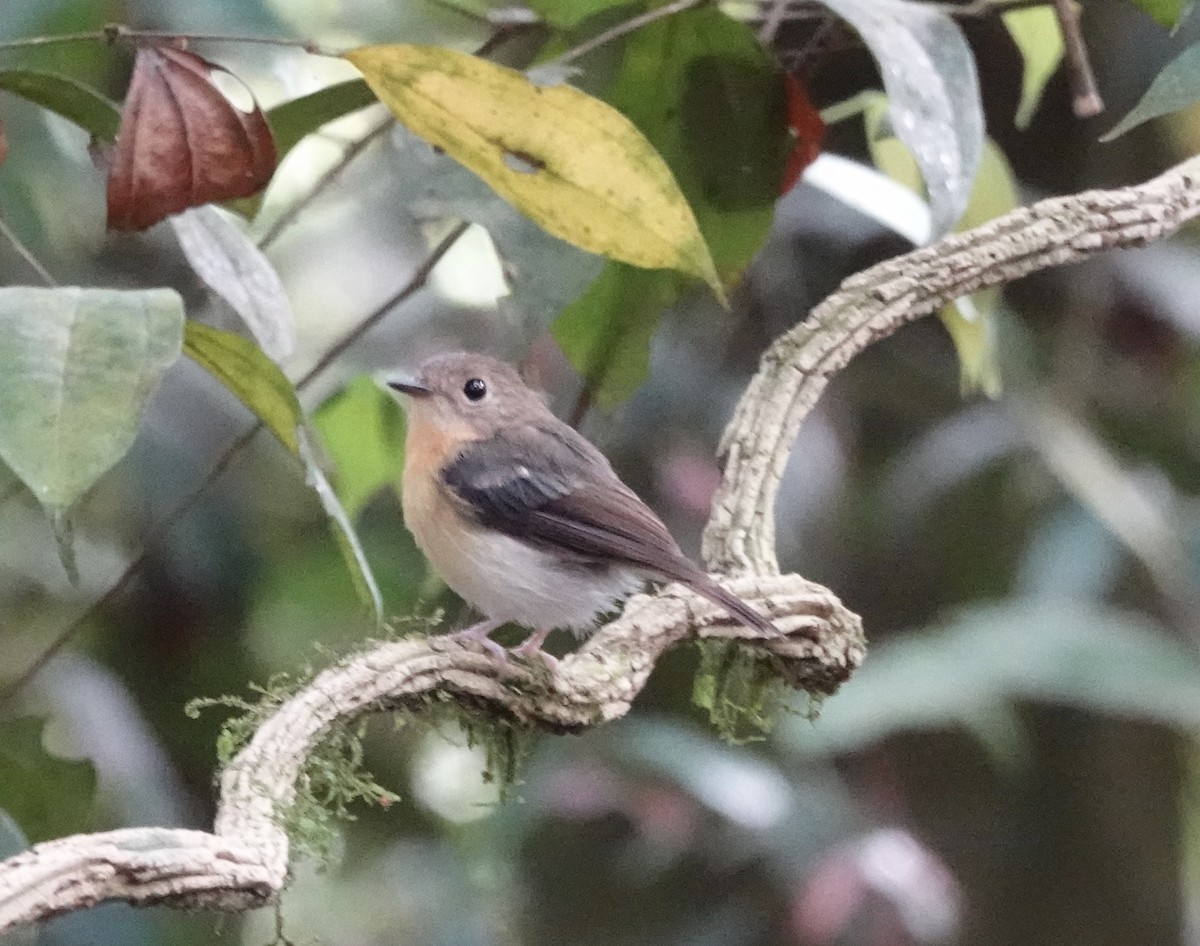 Papamoscas Pechirrufo - ML641128354