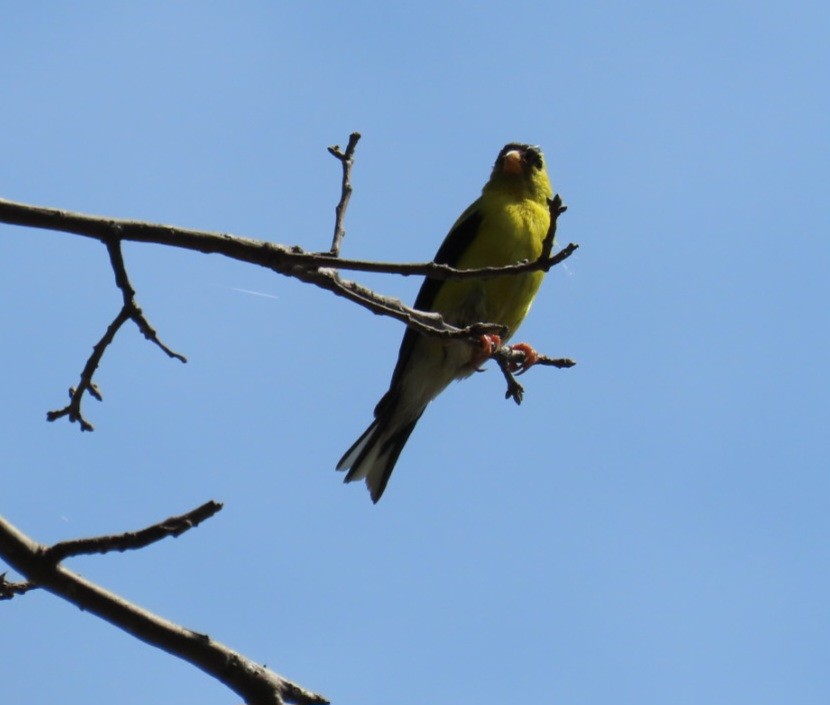 American Goldfinch - ML641128356