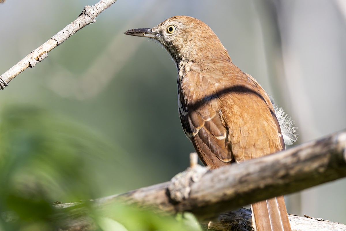 Brown Thrasher - ML641128359