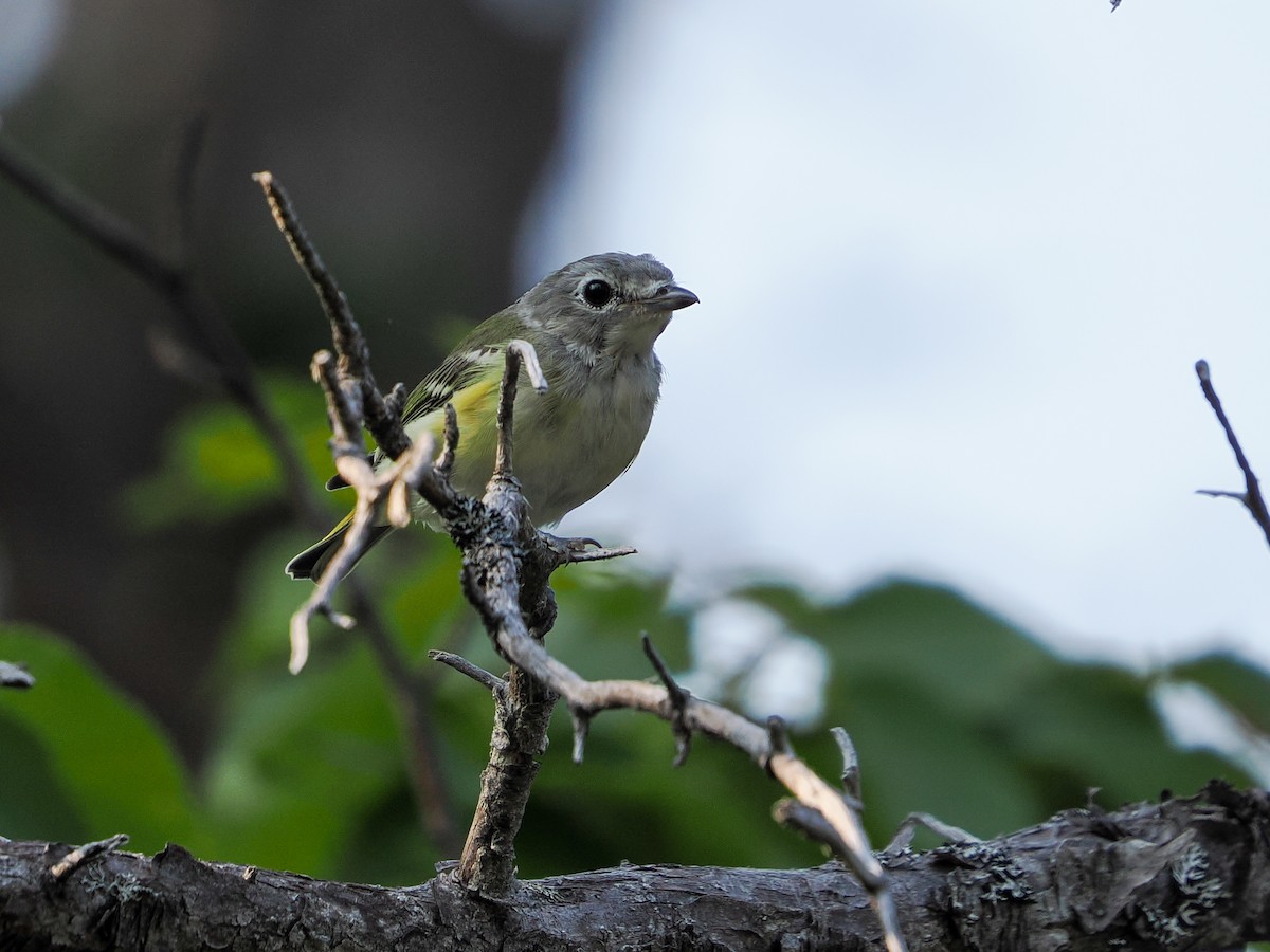 Blue-headed Vireo - ML641128383