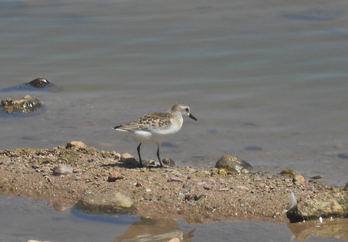 Semipalmated Sandpiper - ML641128406