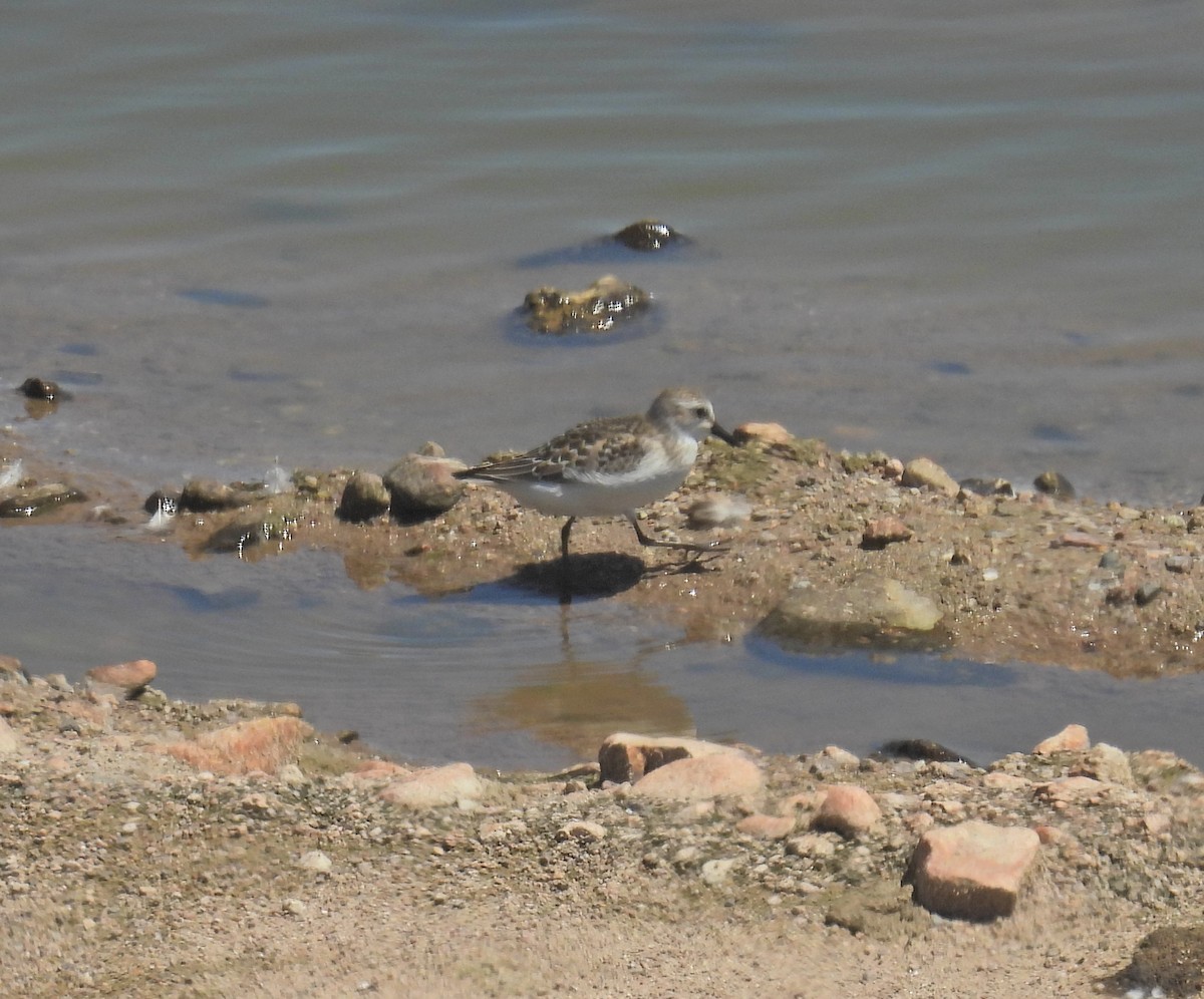 Semipalmated Sandpiper - ML641128407