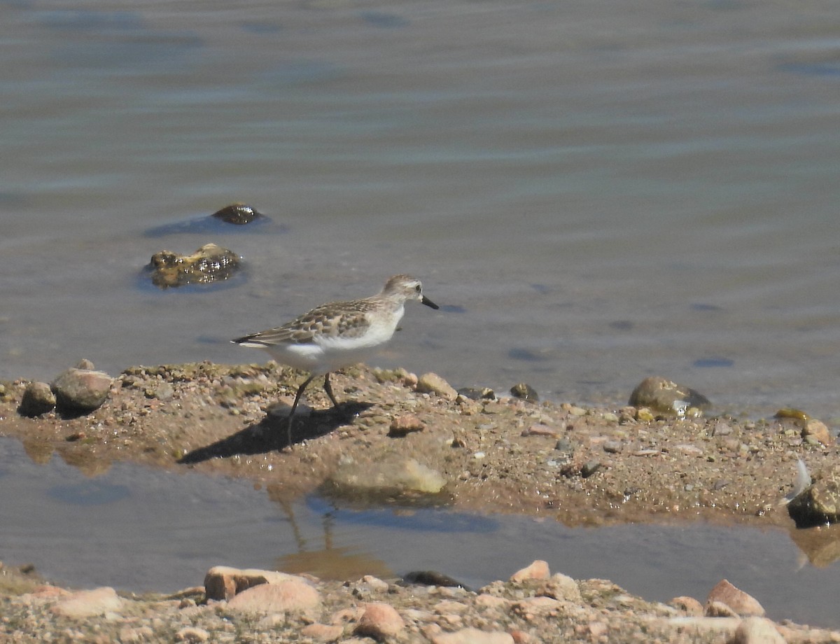 Semipalmated Sandpiper - ML641128408