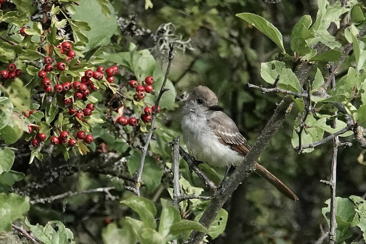 Ash-throated Flycatcher - ML641128426