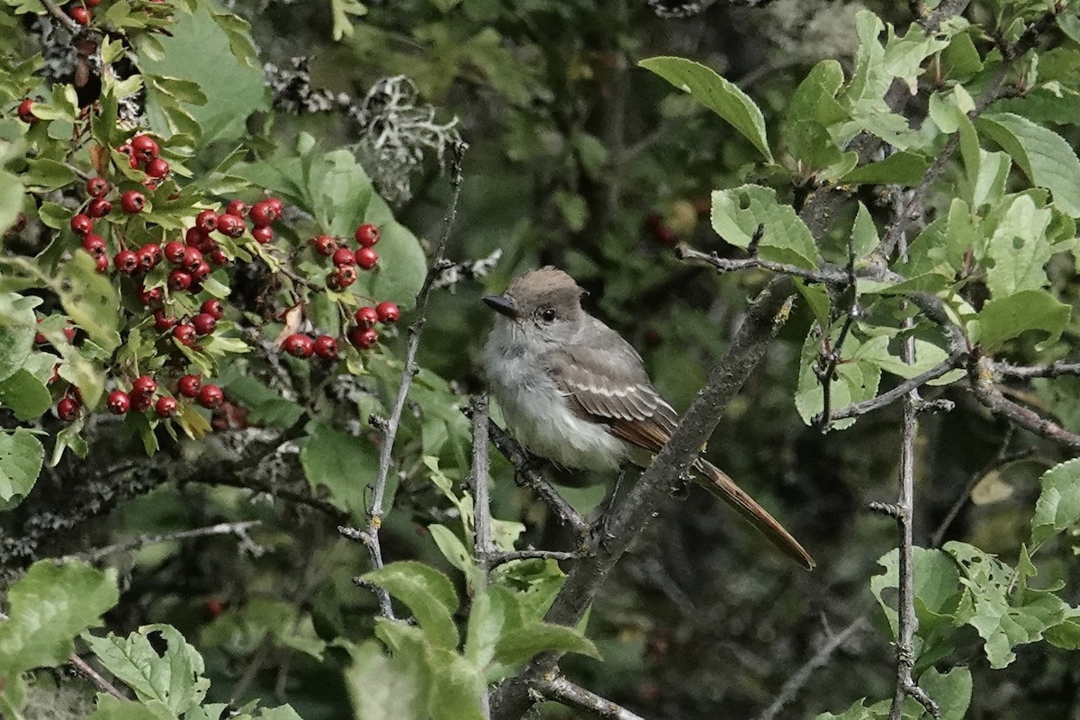 Ash-throated Flycatcher - ML641128427