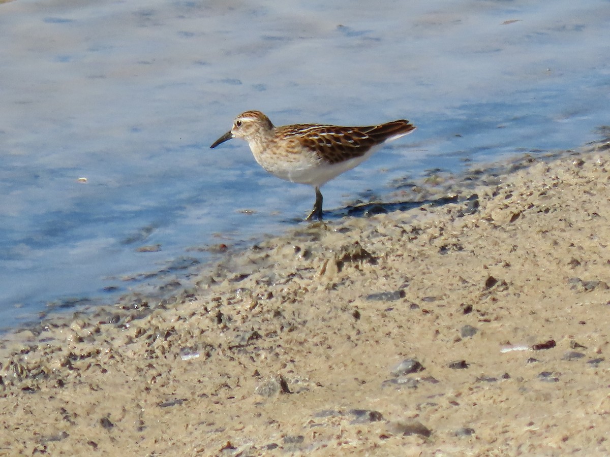 Least Sandpiper - ML641128435
