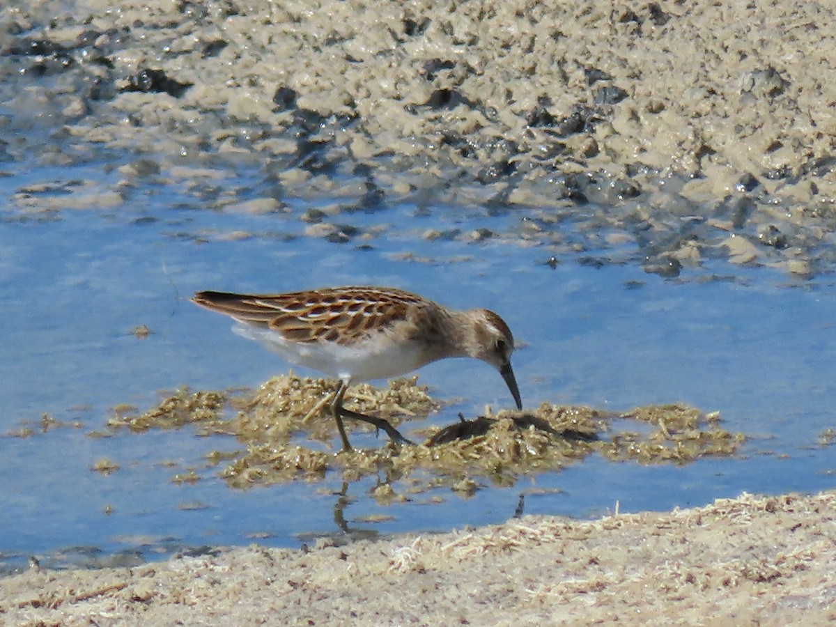 Least Sandpiper - ML641128443