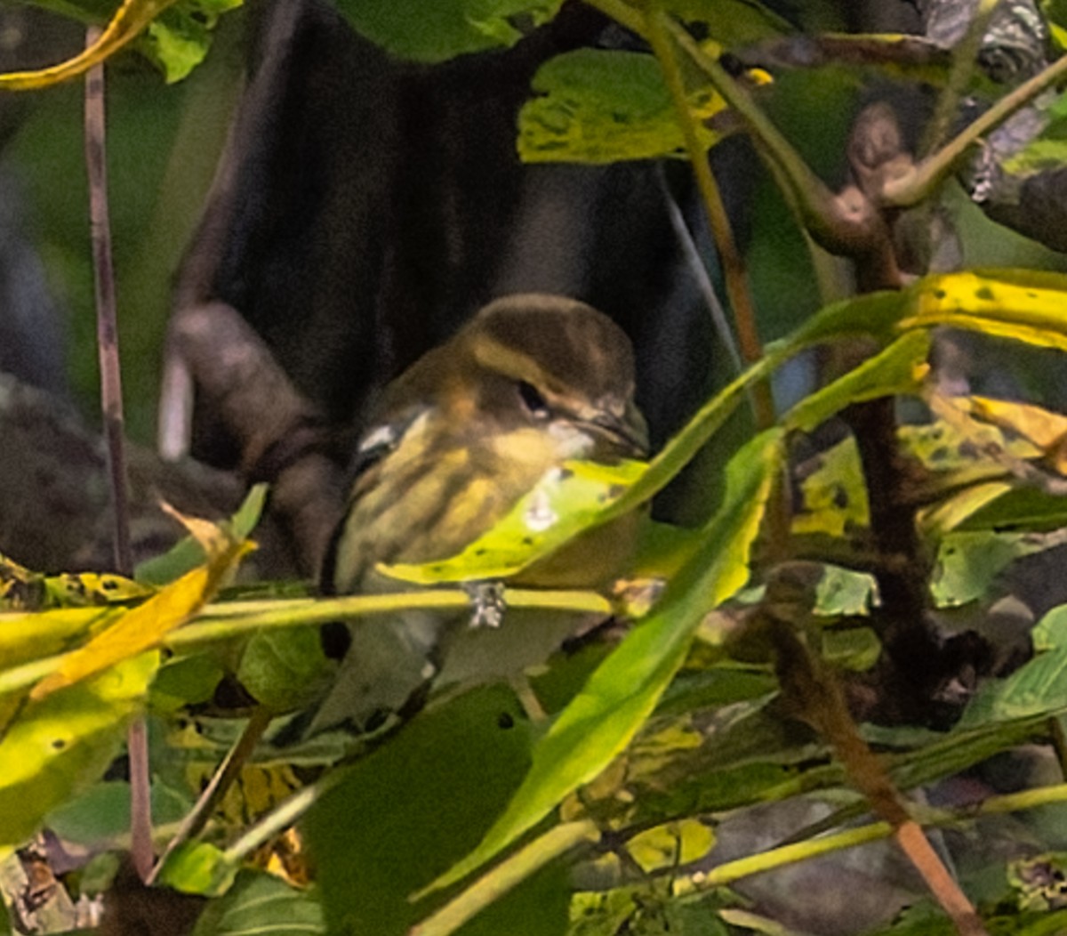 Blackburnian Warbler - ML641128458