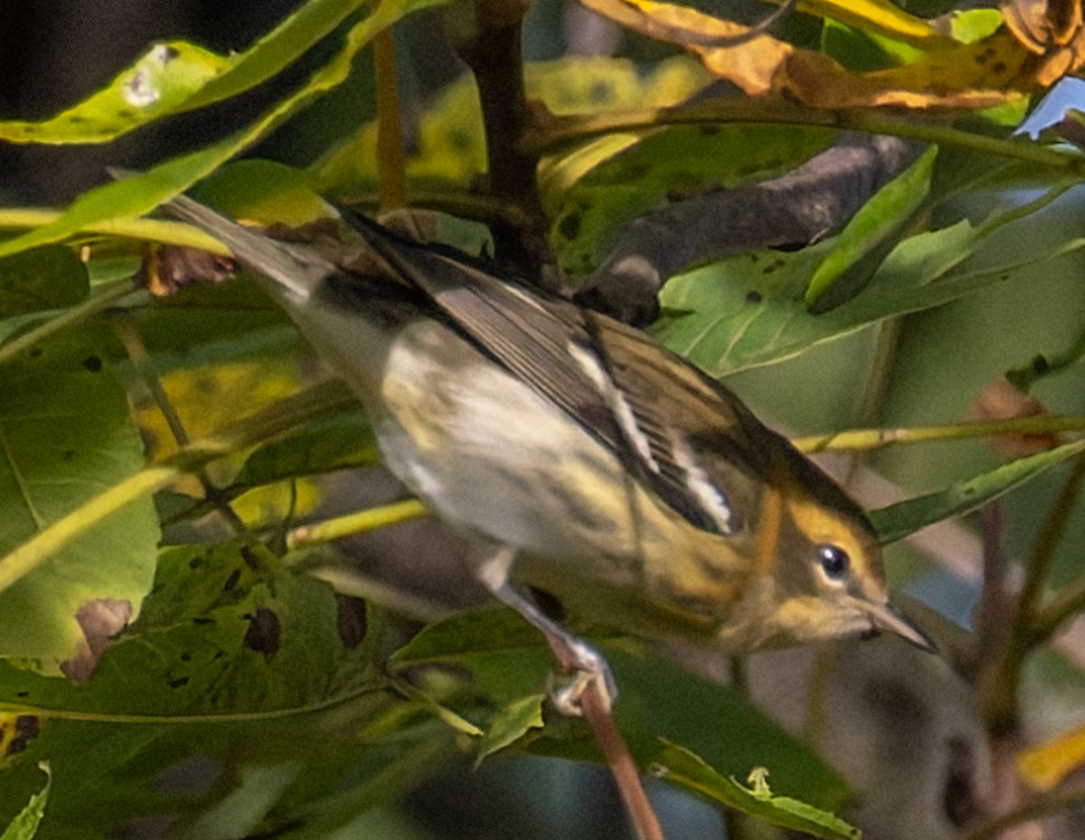 Blackburnian Warbler - ML641128460
