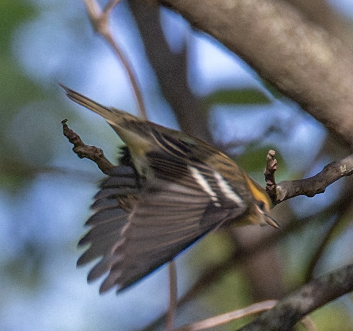 Blackburnian Warbler - ML641128461