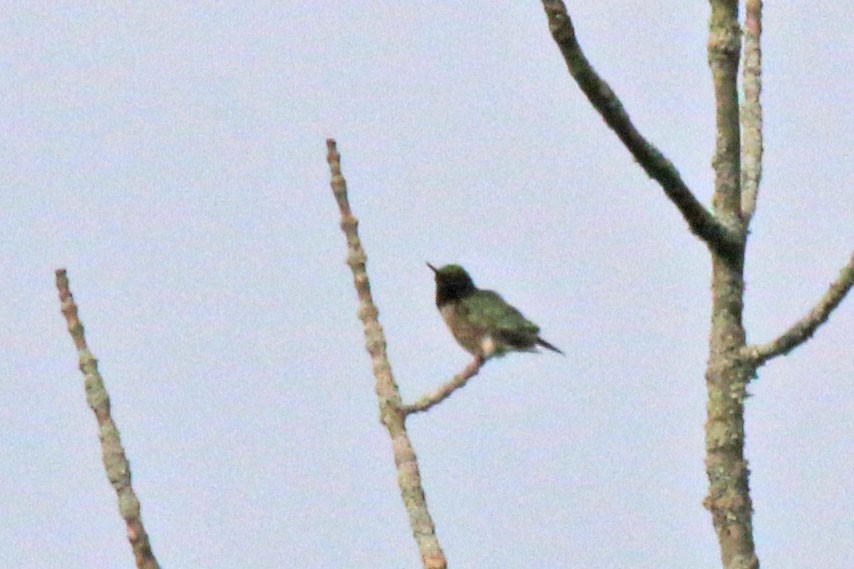 Ruby-throated Hummingbird - ML641128469
